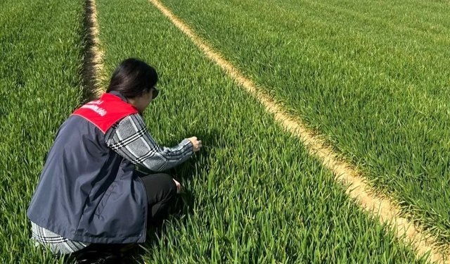 Lüleburgaz ve Pehlivanköy'de hububat tarlaları mercek altında