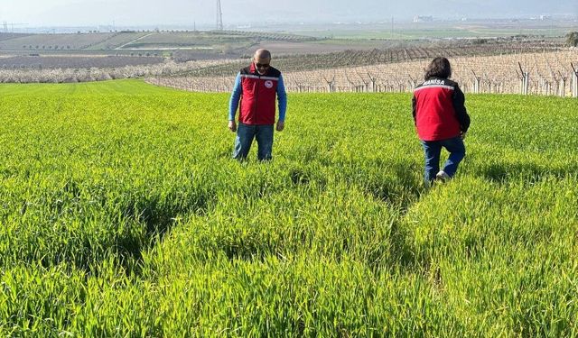 Manisa'da buğday üreticilerine 'Septorya' uyarısı