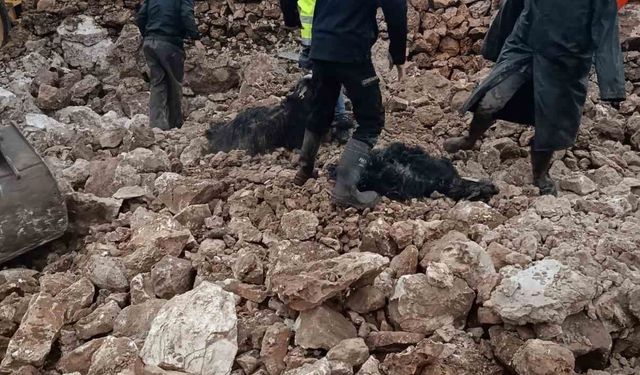 Mardin'de ahırın çökmesi sonucu 30 küçükbaş telef oldu