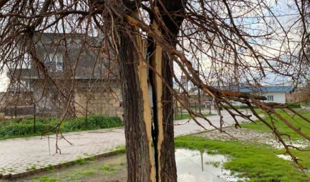Mardin'de yıldırımın isabet ettiği ağaç ikiye bölündü