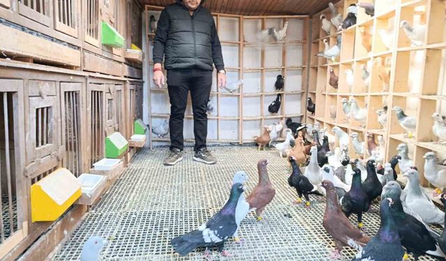 Memurluğu bırakıp güvercin yetiştiricisi oldu, otomobil fiyatına satıyor