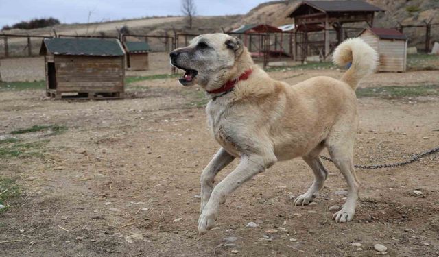 Mevsimin ilk kangalları dünyaya gözlerini açtı, karakterleri böyle ortaya çıkıyor