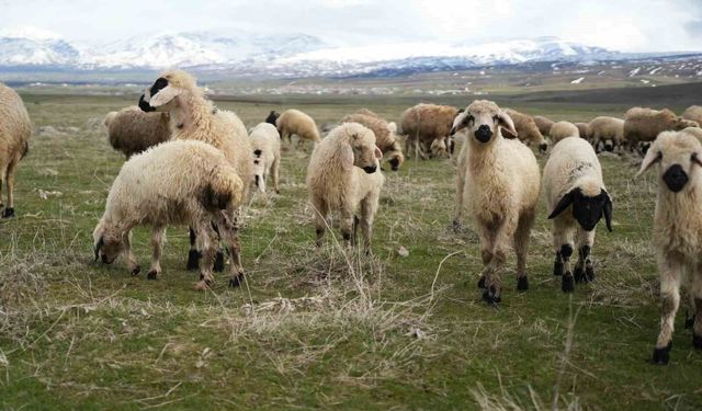 Muş Ovası kuzu sesleriyle şenlendi