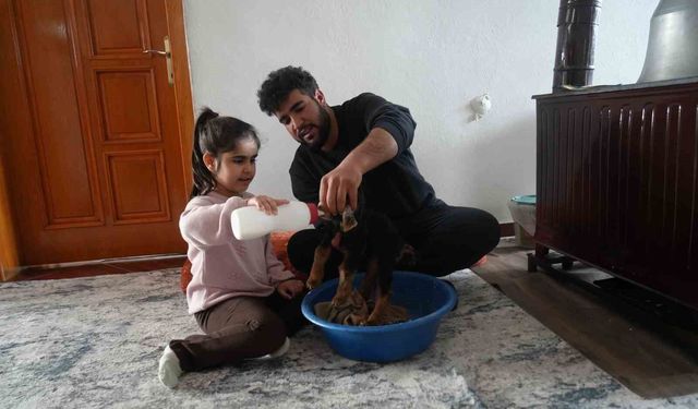 Muş'ta yeni doğan oğlaklara özenli bakım