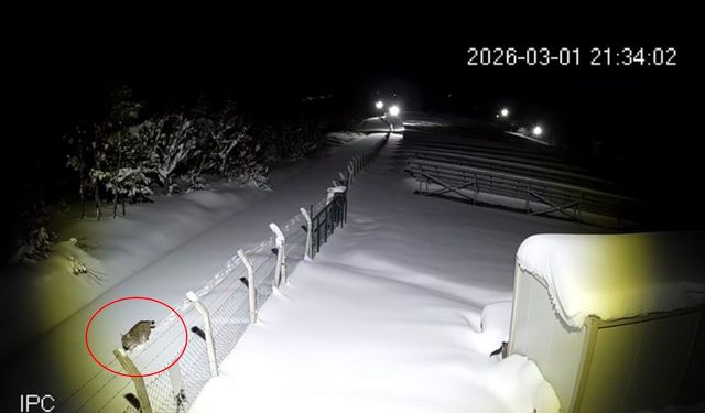 Ordu'da nesli tükenmekte olan vaşak görüntülendi