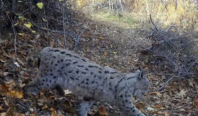 'Ormanın Hayaleti' vaşak güvenlik kamerasına yansıdı