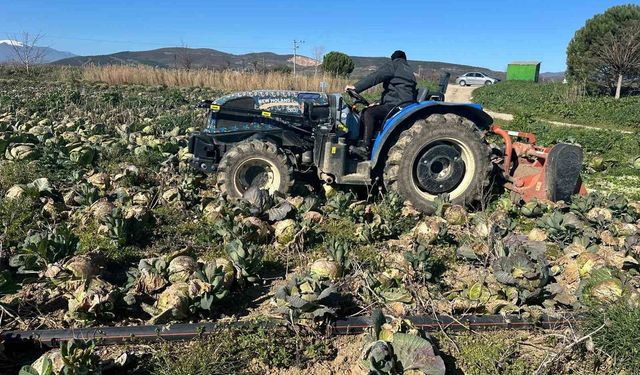 Pazarda 70 lira ama yüzbinlercesi tarlada çürüdü: Üreticiler Tarım Kredi'ye çağrı yaptı