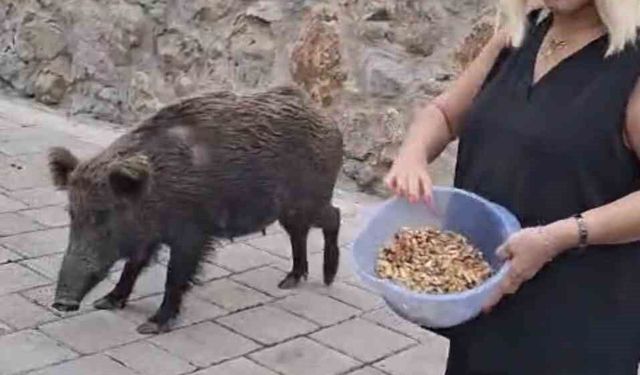 Safiye Soyman kapısına gelen domuzu elleriyle besledi