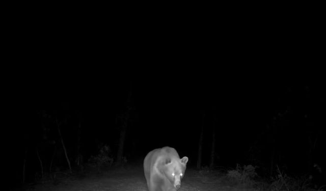 Safranbolu'da boz ayı fotokapanla görüntülendi
