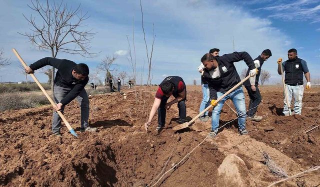 Şanlıurfa Büyükşehir Belediyesi'nden 20 bin çınarlık yeşil hamle