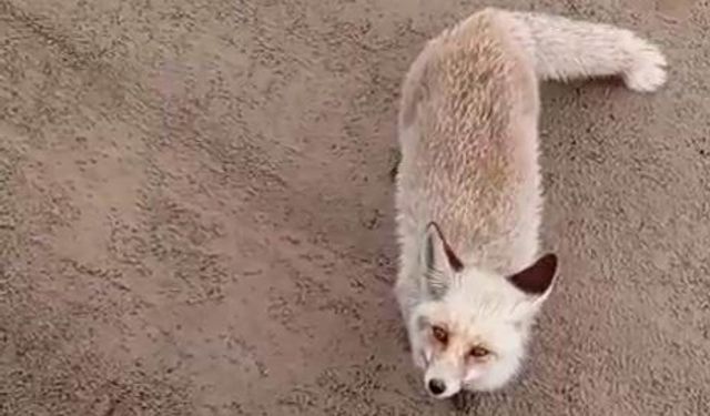 Siirt'te aç kalan tilki işçilerin yanına geldi