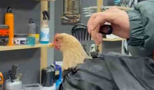 Siirt'te bir kuaför sosyal medya akımına katılmak için tavuk tıraş edip bayrama hazırladı