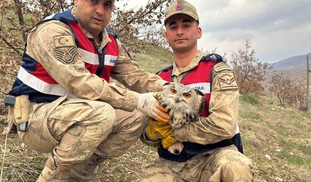 Siirt'te nesli tehlike altındaki kulaklı baykuş koruma altına alındı