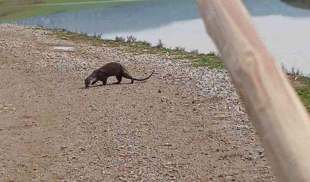 Siirt'te nesli tükenme tehlikesi altındaki su samuru görüntülendi