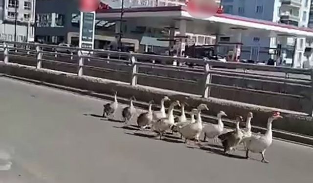 Sivas'ta kazların geçidi böyle görüntülendi