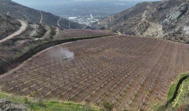 Siyahların ardında açan pembe şeftali çiçekleri