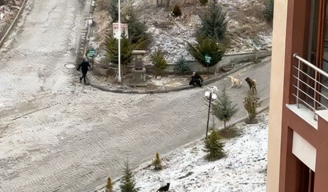 Sokak köpeklerinin saldırısına uğrayan kadını vatandaşlar kurtardı: O anlar kamerada