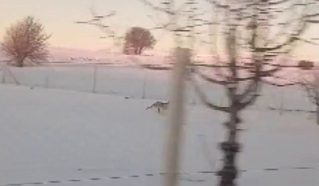 Sürüden ayrılarak mahsur kalan kurt, cep telefonu ile görüntülendi