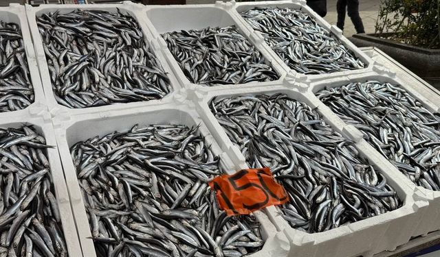 Tezgahlarda hamsinin son günleri: Kilosu 150 liradan satılıyor