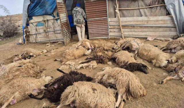 Tunceli'de kurt paniği: 64 koyun telef oldu, 11 koyun yaralı