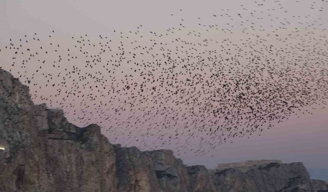 Van Kalesi'nde eşsiz bir gösteri: Sığırcık kuşları havada dans etti