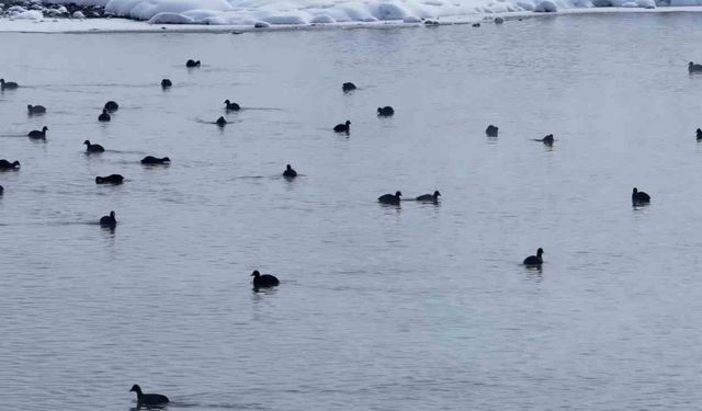 Van'da Kaz Gölü kuşların mekanı oldu