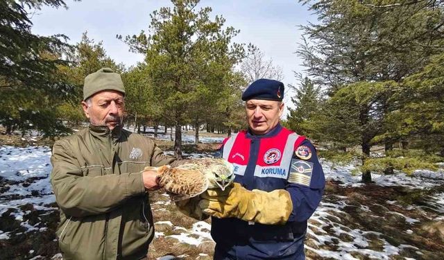 Yaralı Şahin'e Jandarma ekiplerinden yardım eli