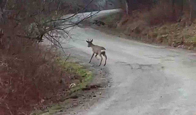 Yolunu şaşıran karaca yerleşim yerinde görüntülendi