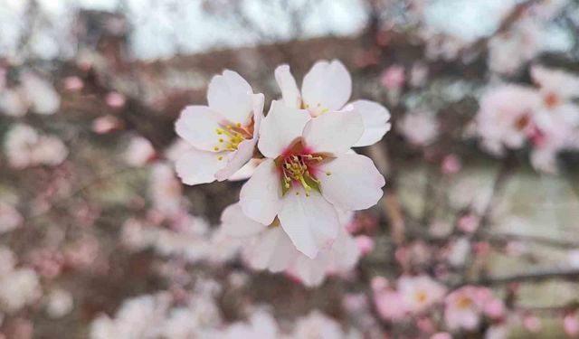 Yozgat'ta mart ayında bahar tablosu