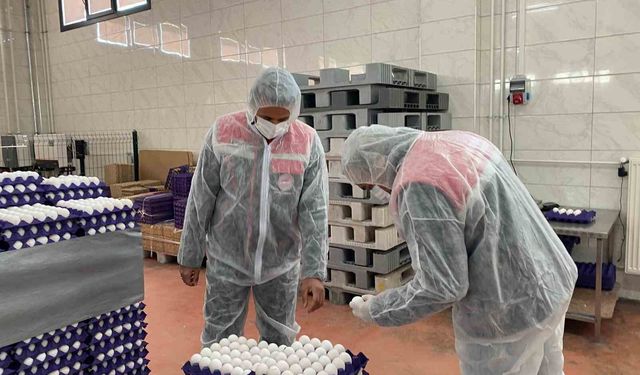 Yumurta paketlemesi yapan işletmelere yönelik denetim