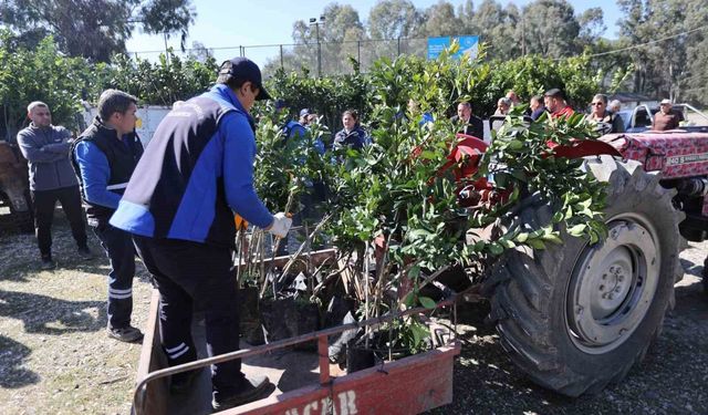 Zirai dondan zarar gören üreticilere fidan desteği