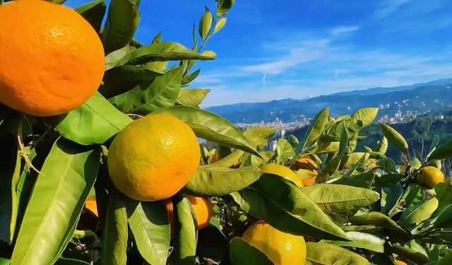 RTEÜ Rize Mandalinasından 15 ürün hazırlıyor