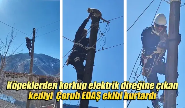 Köpeklerden korkup elektrik direğine çıkan kedi kurtarıldı