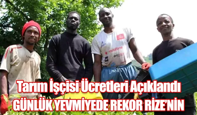 TÜİK Verileri: Tarımda En Yüksek Günlük Yevmiye Rize’de Ödeniyor