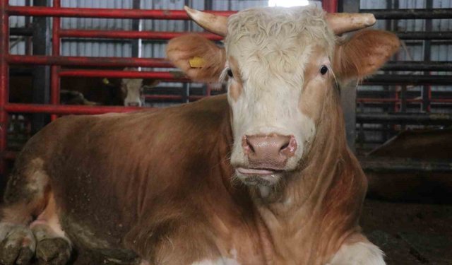 1,5 tonluk dev tosun, 950 bin liraya vitrine çıktı