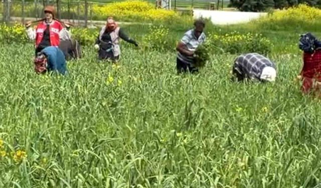 AB tescilli araban sarımsağında yabancı ot temizliği sürüyor