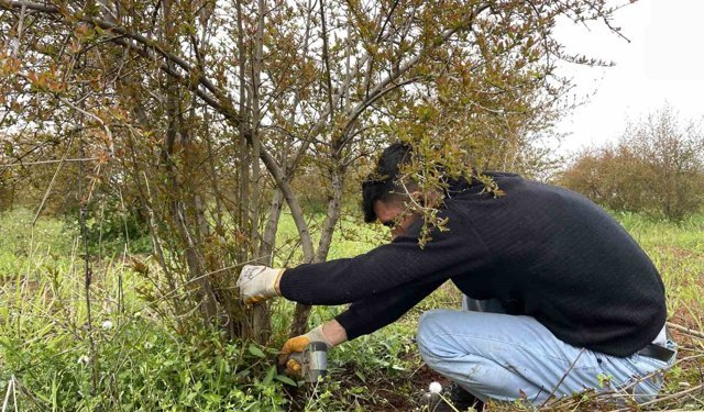 AB tescilli Suruç narında budama zamanı