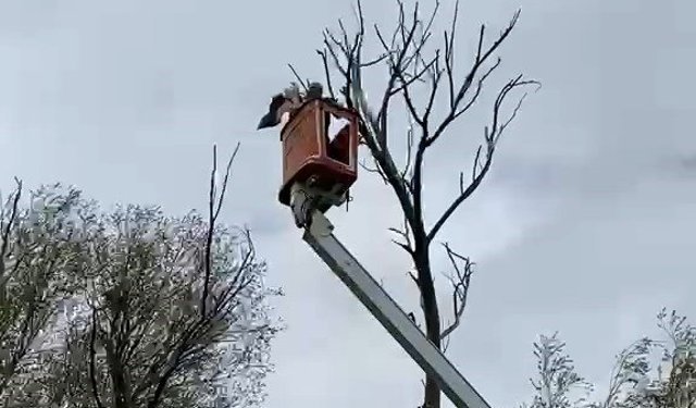 Ağaçta asılı kalan leylek kurtarıldı