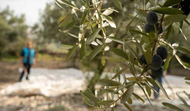 Akhisar'da zeytin için tarihi buluşma