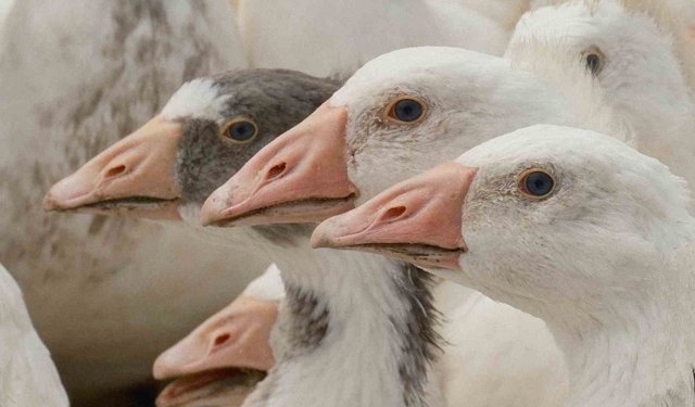 Anadolu kazına 'milli kimlik': Anne hattı Yozgat, baba hattı Bandırma