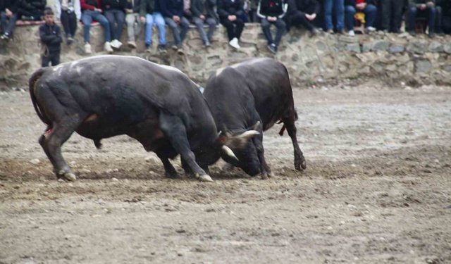 Artvin'de boğa güreşleri sezonu Sarıgöl'de açıldı