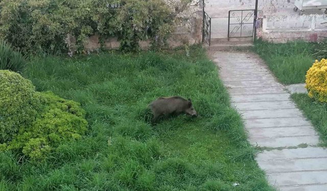 Ayvalık'ta Çamlık'ı yaban domuzları bastı