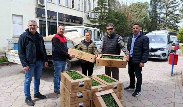 Babaeski'de üreticiye 2 bin kırmızı domates fidesi verildi