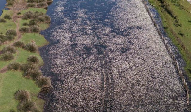 Baharın güzelliği deltada: Su papatyaları ve mandalarıyla ziyaretçilerin ilgi odağı