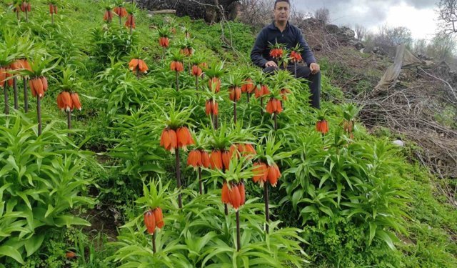 Baharın hüzünlü çiçeği: Doğu ve Güneydoğu Anadolu Bölgesi'nin sembolü ters lale yoğun ilgi görüyor