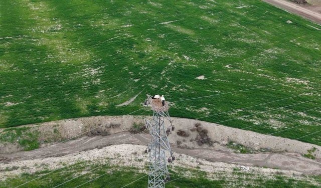 Baharın müjdecisi leylekler Elazığ'ı renklendiriyor