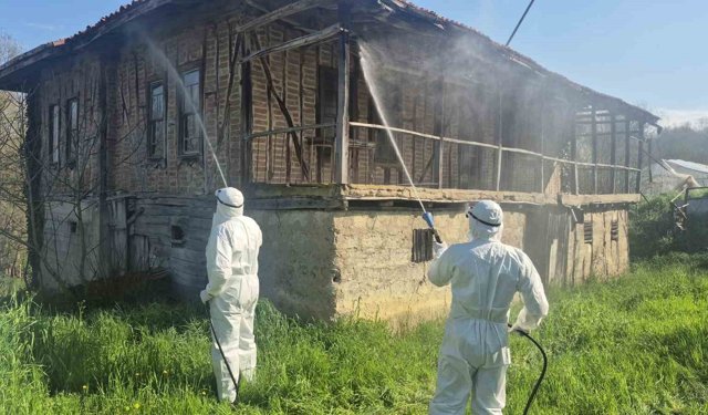 Bartın'da kahverengi kokarca kış uykusunda yok edilecek