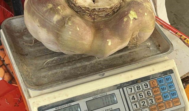 Batman'da dev turp görenleri şaşırttı