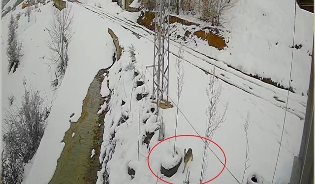 Bayburt'ta nefes kesen kovalamaca: Tavşanın kurdu atlattığı anlar kamerada