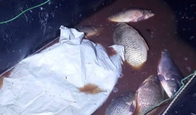 Bolu'da 350 kilo sazan kurtarıldı
